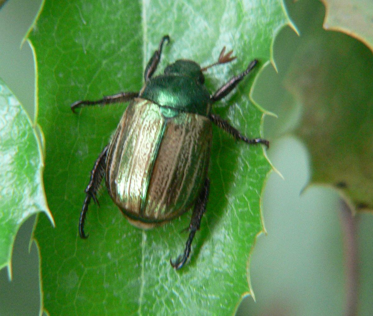 Coleottero da indentificare - Mimela junii (Rutelidae)